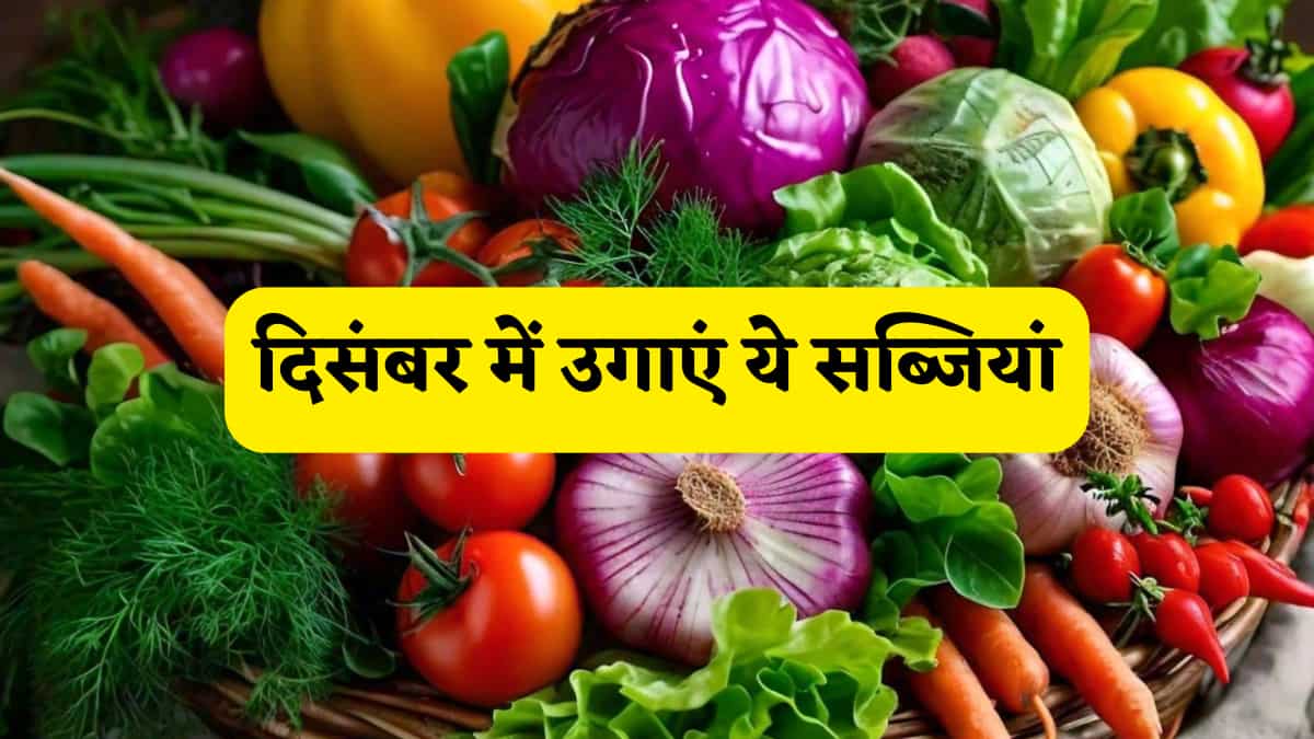 दिसंबर में चाहिए मुनाफे की बारिश,तो किसान उगा लें ये सब्जियां, 4 से 8 हफ्ते में इनकी फसल हो जाती है तैयार