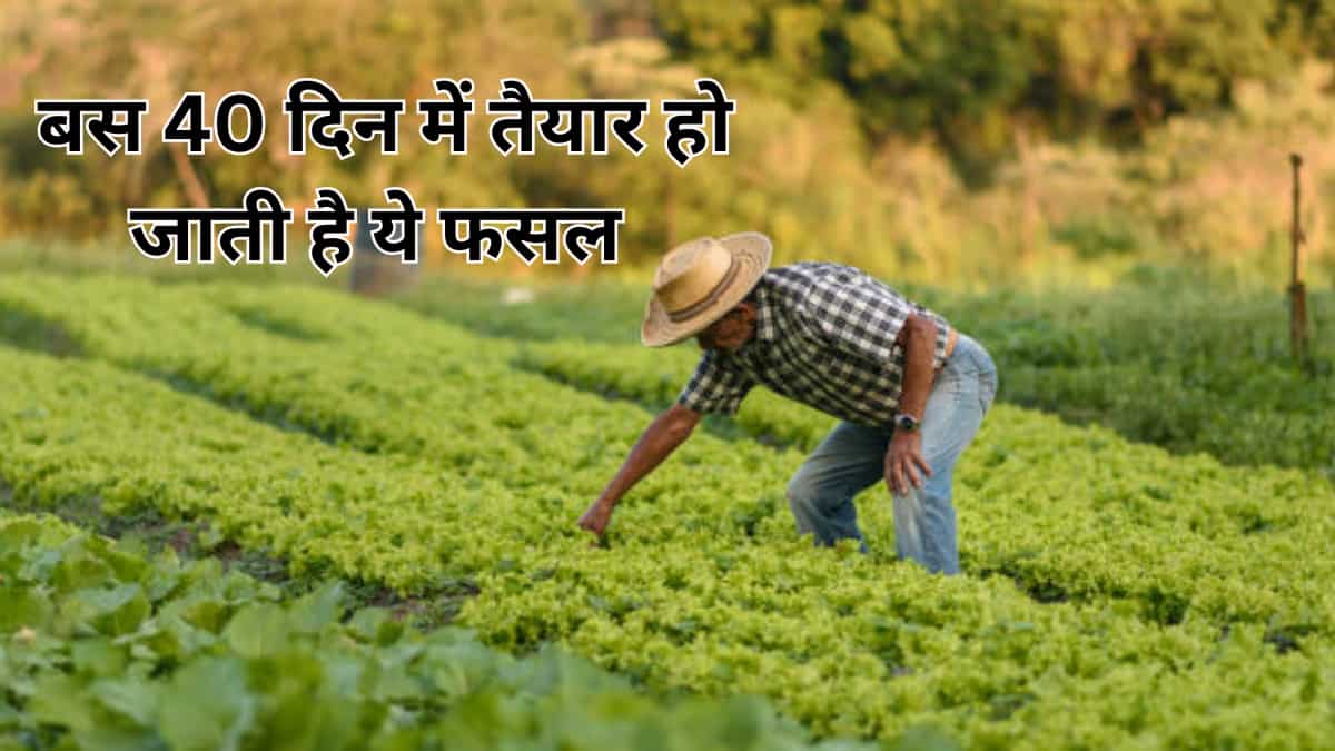 जगह कम, मुनाफा ज्यादा: बस 40 दिन में तैयार होने वाली इस फसल की साल भर रहती है बंपर डिमांड! बुवाई से लेकर मुनाफे तक का पूरा प्रोसेस समझें