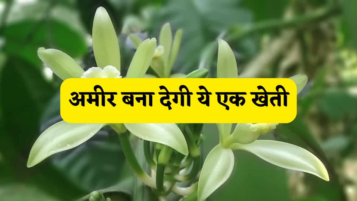 दुनिया की दूसरी सबसे महंगी खेती! एक बार उगाकर ही मिल जाता है लाखों का मुनाफा,फसल उगाने का पूरा प्रोसेस समझें
