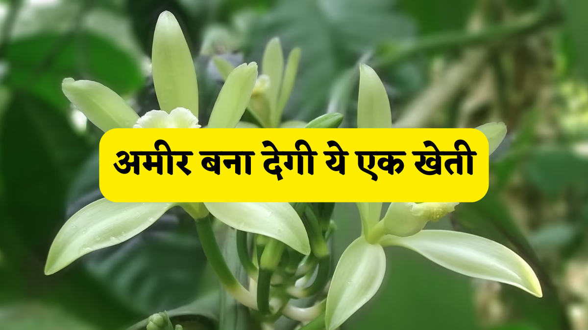 दुनिया की दूसरी सबसे महंगी खेती! एक बार उगाकर ही मिल जाता है लाखों का मुनाफा,फसल उगाने का पूरा प्रोसेस समझें