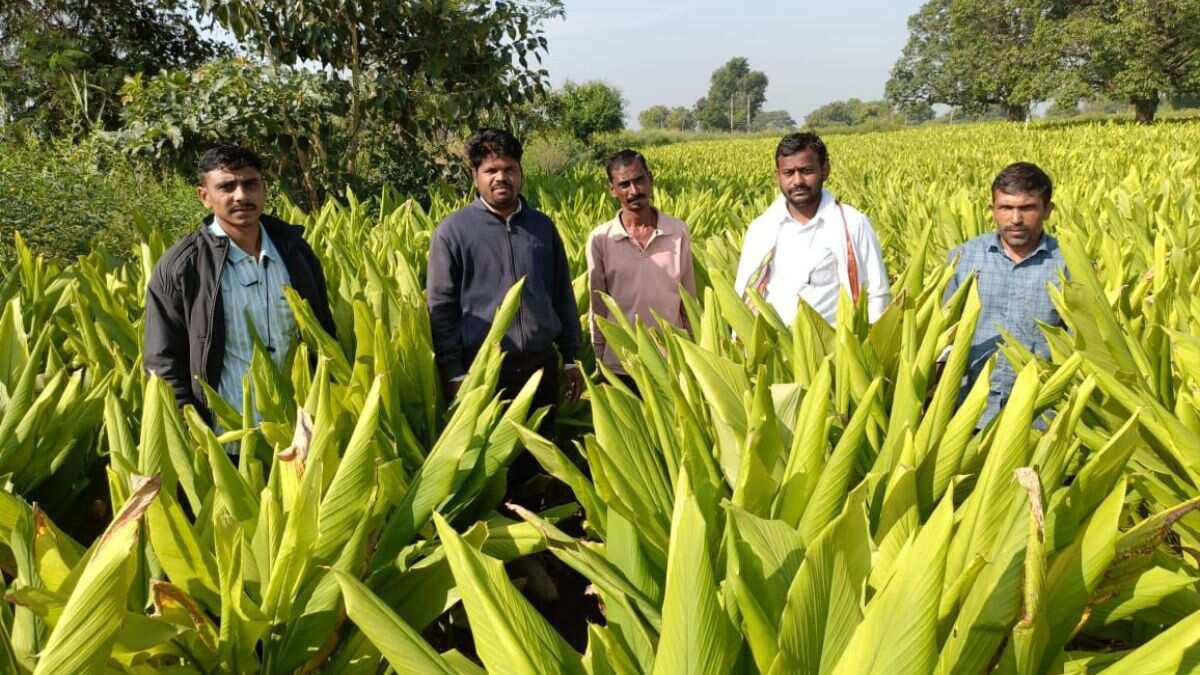 दोहरी मार से किसान बेहाल! मानसून ने रौंदी फसलें, सस्ते दामों ने छीनी कमाई
