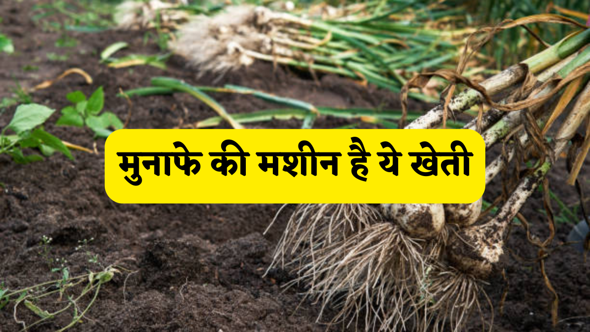 नौकरी छोड़ शुरू करें ये 'पैसा बरसाने' वाली खेती, 4 महीने में 4 लाख का प्रॉफिट देने का है जैकपॉट! उगाने और मुनाफे पूरा गणित समझें किसान