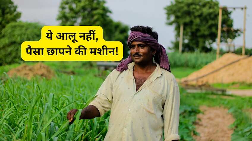 ये आलू नहीं, पैसा छापने की है 'मशीन'! किसानों को 75% अनुदान पर मिल रहा है चिप्स वाला बीज