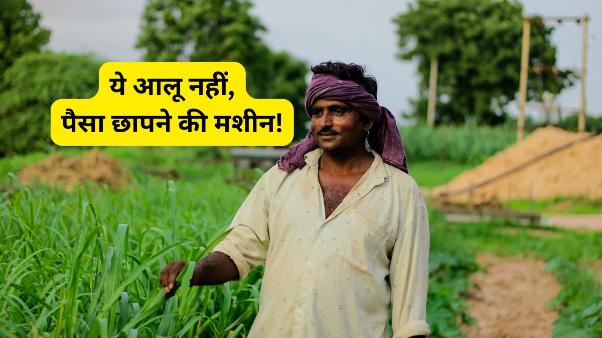 ये आलू नहीं, पैसा छापने की है 'मशीन'! किसानों को 75% अनुदान पर मिल रहा है चिप्स वाला बीज