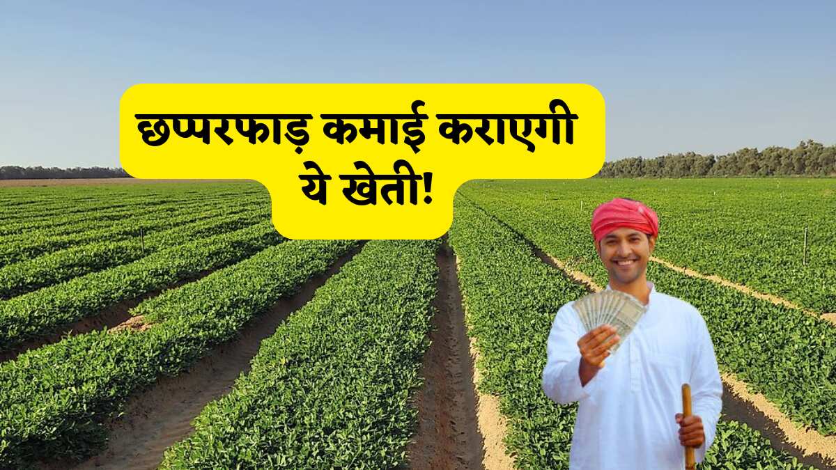 लागत कम, मुनाफा डबल! इस एक फसल से लखपति बनेंगे किसान, मंडी रेट से सब्सिडी तक का पूरा हिसाब-किताब समझें