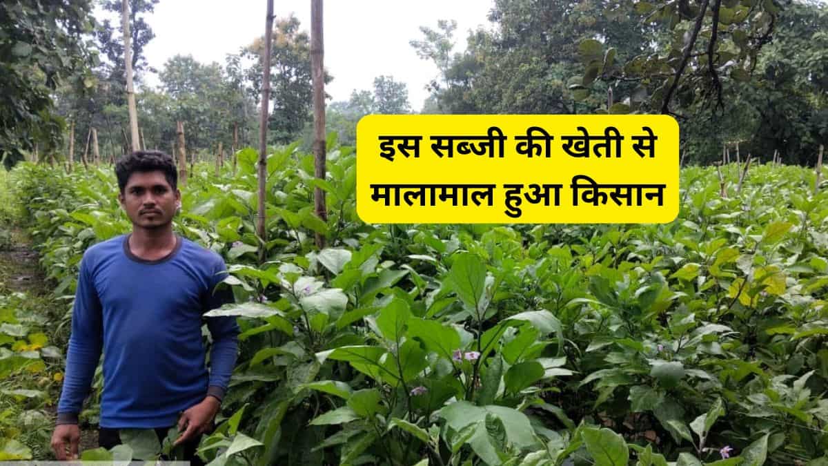 धान-गेहूं नहीं, इस सब्जी की खेती से मालामाल हुआ किसान, एक एकड़ से कमा लिया ₹5 लाख