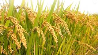 धान किसानों को बड़ी राहत! झारखंड सरकार देगी MSP से ऊपर 81 रुपये/क्विंटल बोनस, 48 घंटे में भुगतान का वादा