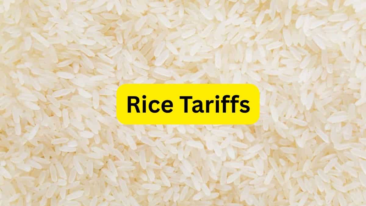 ट्रंप का बड़ा संकेत! भारतीय चावल पर लग सकते हैं नए टैरिफ, 8% तक टूटे ये शेयर्स
