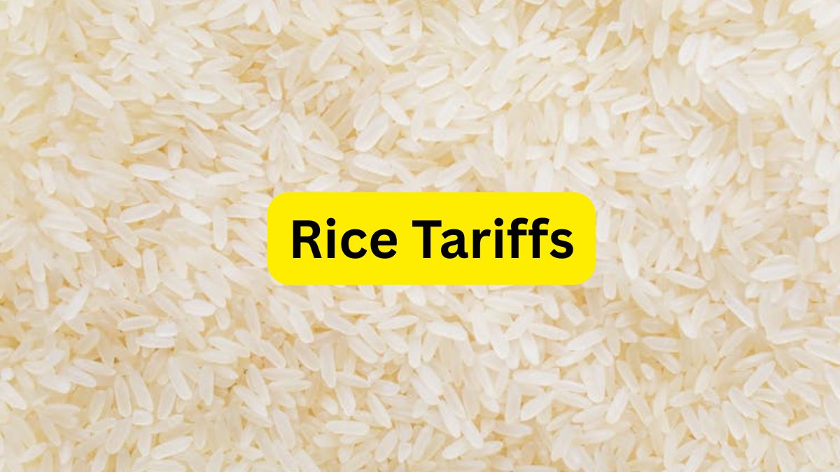 ट्रंप का बड़ा संकेत! भारतीय चावल पर लग सकते हैं नए टैरिफ, 8% तक टूटे ये शेयर्स