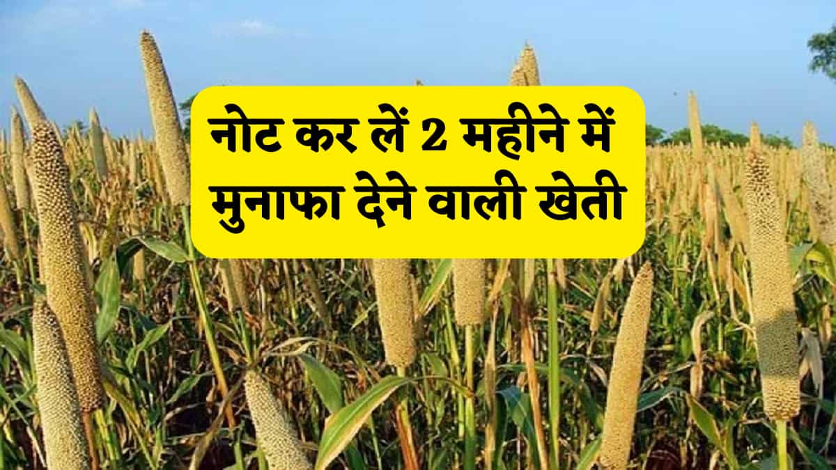 2 महीने की मेहनत...फिर मिलेगा मोटा पैसा! इस फसल से किसान छापेंगे खूब पैसा! समझें प्रोसेस से लेकर सब्सिडी तक के बारे में