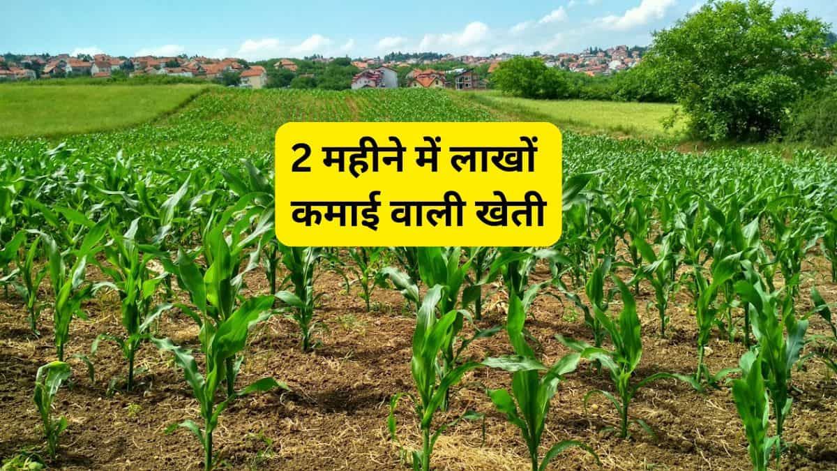 Business Idea: 2 महीने की किसानी, लाखों का मुनाफा! 75% सब्सिडी भी मिलेगी