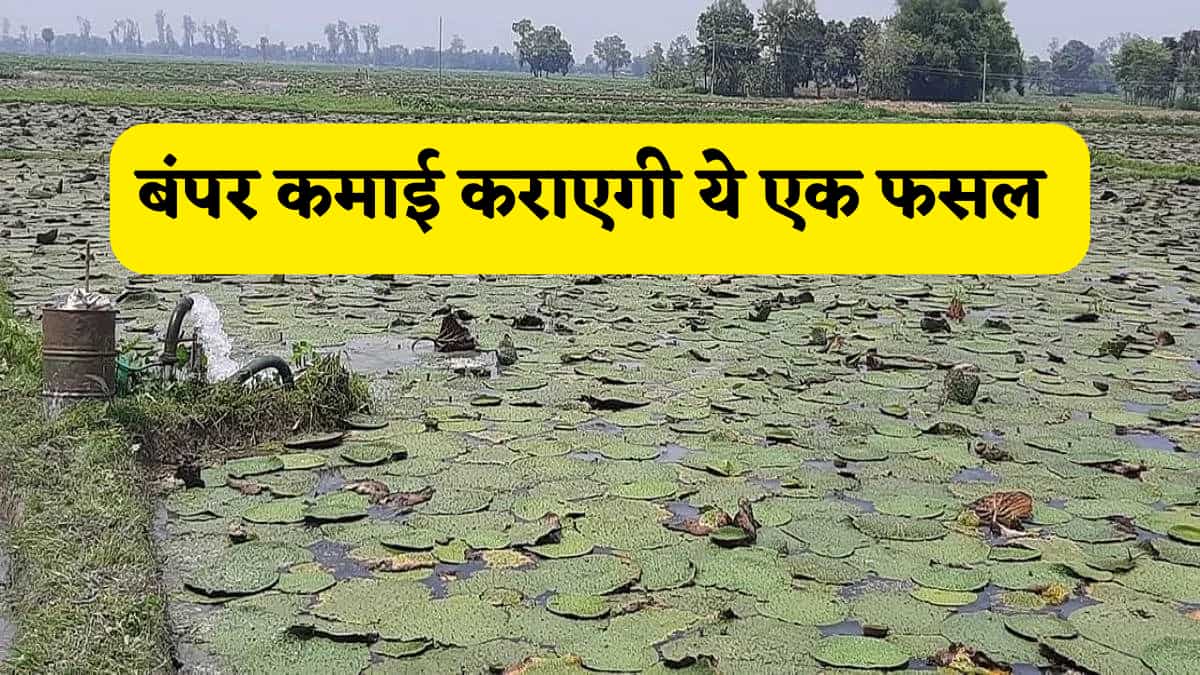 मुनाफे की मशीन है ये खेती, बस 1 एकड़ में होगी जाएगी बंपर कमाई, सब्सिडी, लागत और मुनाफे का पूरा कैलकुलेशन यहां समझें