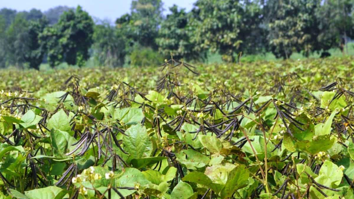 रबी सीजन में इस फसल की खेती कराएगी बंपर कमाई, बाजार में है जबरदस्त मांग, जानिए सभी जरूरी बातें