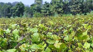 रबी सीजन में इस फसल की खेती कराएगी बंपर कमाई, बाजार में है जबरदस्त मांग, जानिए सभी जरूरी बाते