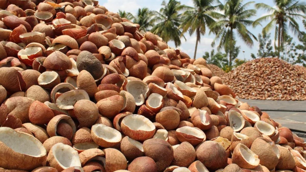 किसानों को नए साल का तोहफा! कैबिनेट ने 2026 सीजन के लिए कोपरा की MSP बढ़ाई