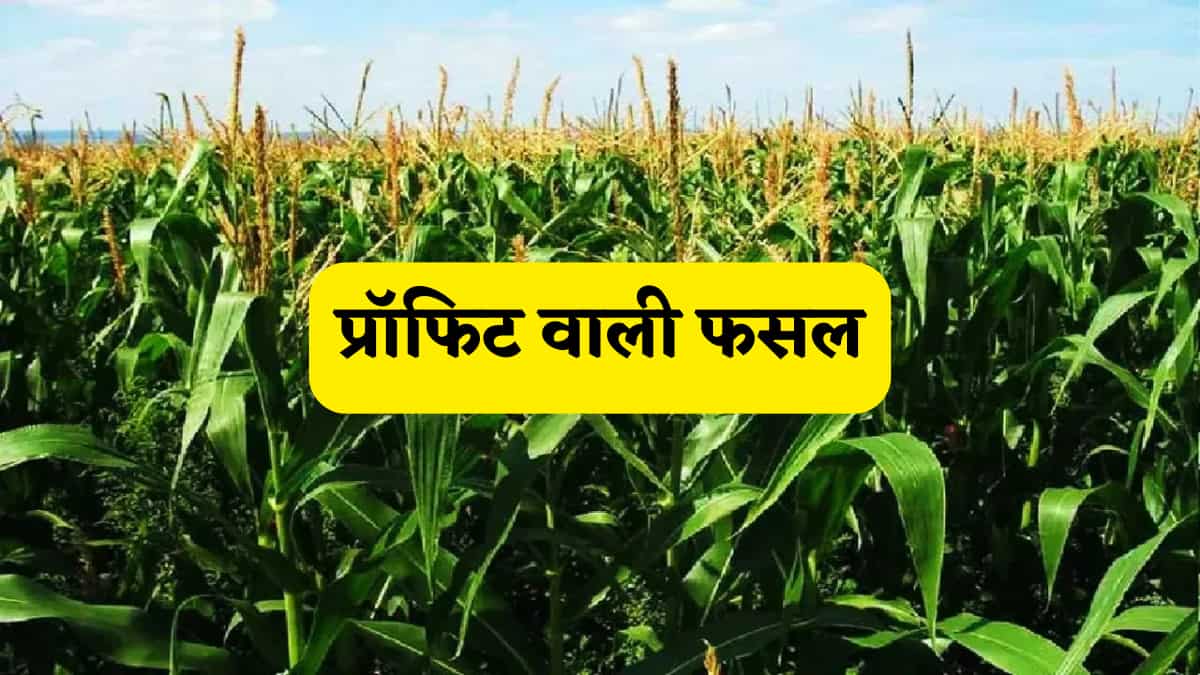  75% सब्सिडी और 2 महीने में फसल होगी रेडी, प्रॉफिट इतना कि हर किसान बनेगा मालामाल!, धनवान बनाने के कैलकुलेशन भी समझें