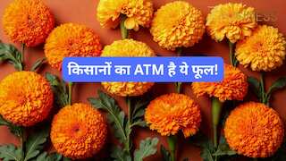 किसानों का ATM है ये फूल! खेती पर 50% सब्सिडी दे रही सरकार, जानें योजना से जुड़ी सभी जरूरी बातें