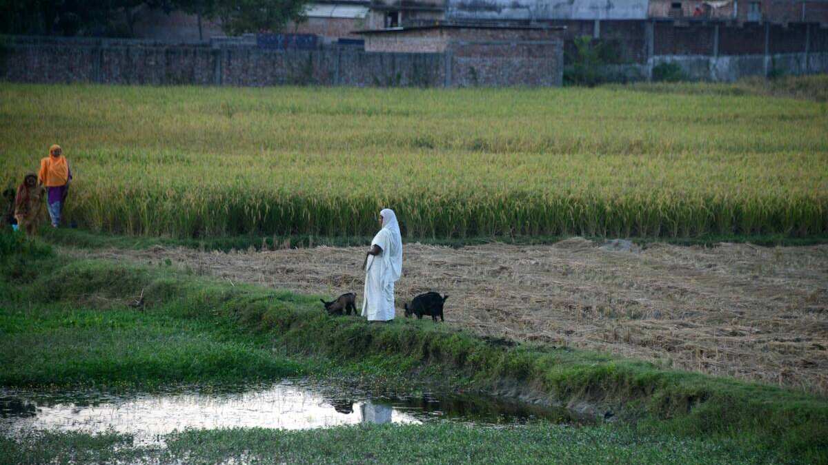 मिट्टी उगलेगी सोना! सर्दियों में अपनाएं खेती का ये 'मिक्स एंड मैच' फॉर्मूला, कम लागत में किसान होंगे मालामाल   