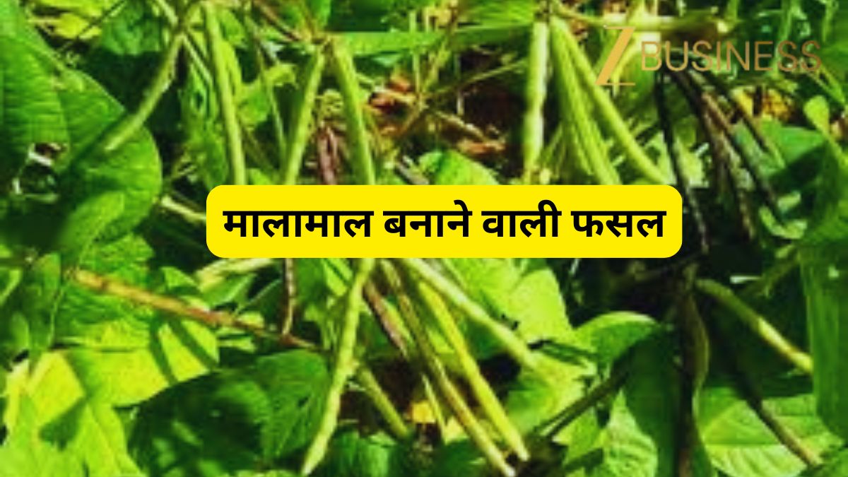 मालामाल बनाने वाली है ये फसल! फरवरी-मार्च में कर दें बुवाई, 2 महीने में होगी धनवर्षा