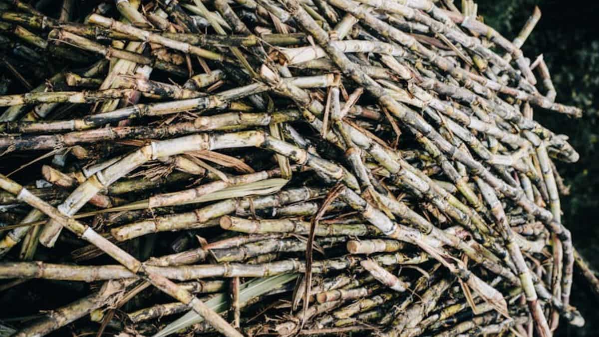 Farming Tips: गन्ना किसानों के लिए अलर्ट! कृषि विभाग ने बताए ज्यादा उपज के असरदार उपाय