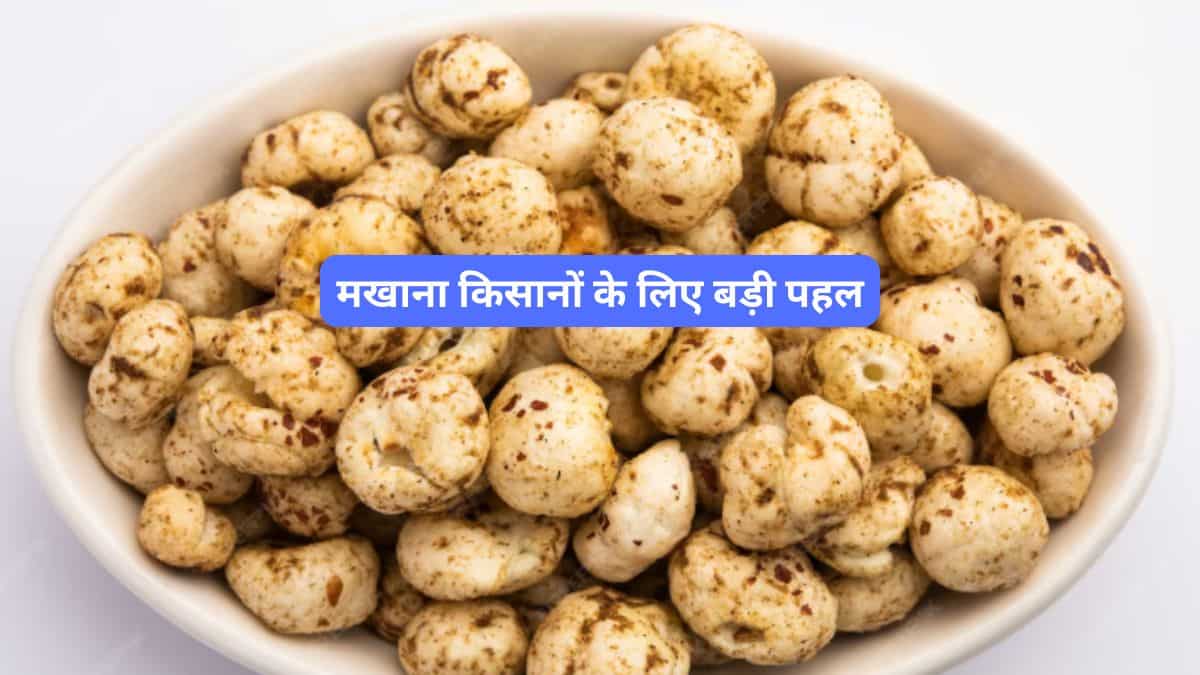 मखाना किसानों की चमकेगी किस्मत! राष्ट्रीय मखाना बोर्ड के लिए चुने जाएंगे सदस्य; आवेदन प्रक्रिया शुरू, जानें कैसे करें अप्लाई