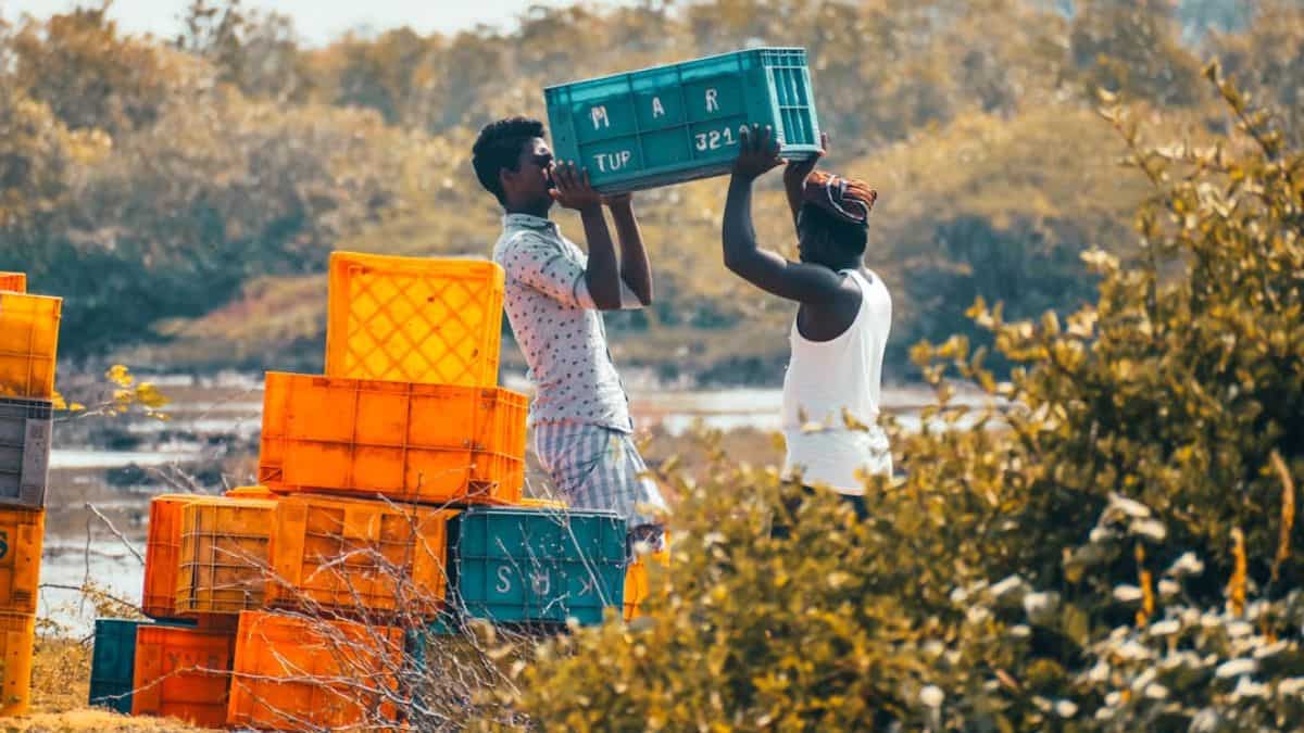 किसानों को राहत! MSP पर तुअर और उड़द की होगी खरीद, यहां कराएं रजिस्ट्रेशन