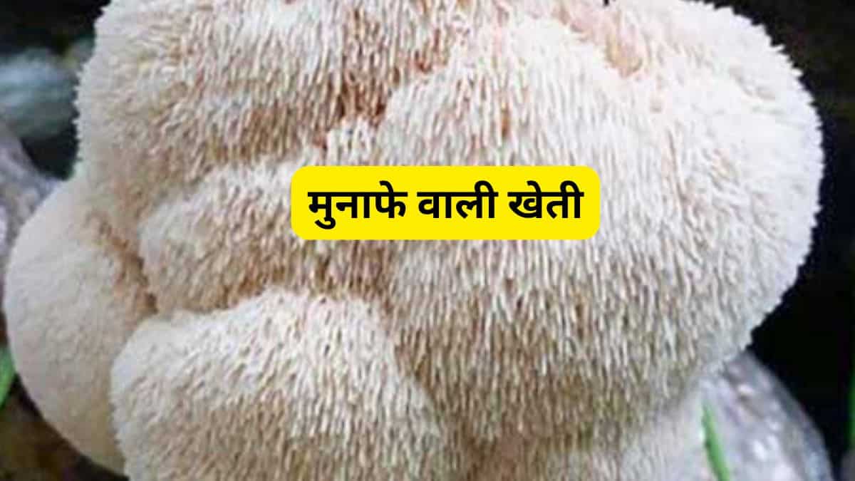 मशरूम की यह किस्म कर देगी मालामाल! 10 हजार रुपये किलो है भाव, खेती का तरीका है बेहद आसान