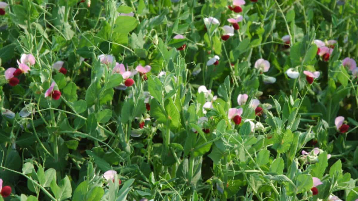 खेत में अगर बोई है ये फसल, तो आज ही करें ये जरूरी काम, जरा सी चूक से होगा भारी नुकसान