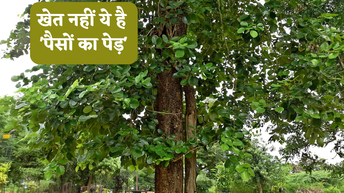 खेत नहीं ये है 'पैसों का पेड़', बस एक एकड़ में लगाएं यह खास फसल, 10 साल बाद बन जाएंगे करोड़पति!