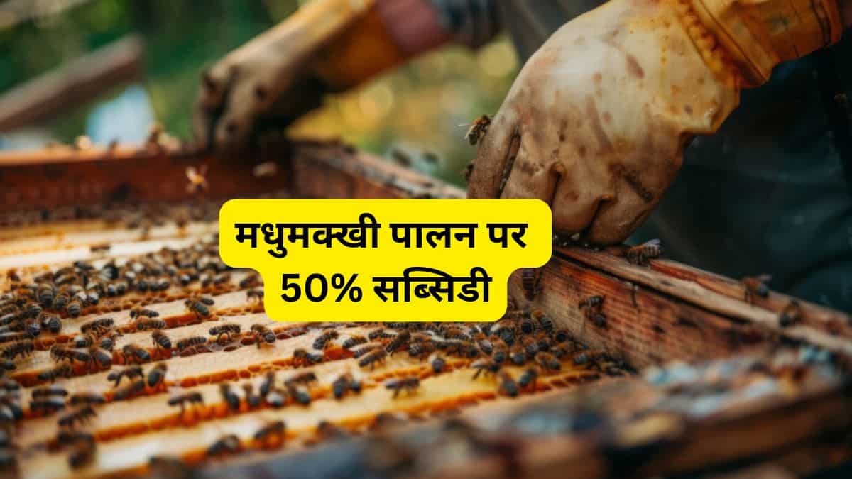 शहद का बिजनेस बनेगा कमाई का जरिया, मधुमक्खी पालन पर 50% तक सब्सिडी दे रही ये सरकार, जानें पूरी डीटेल