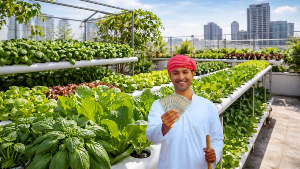 बिना मिट्टी के उगाएं फसल! घर की छत को बनाएं 'नोट छापने की मशीन', जानें जादुई खेती की कमाई का फुल कैलकुलेशन