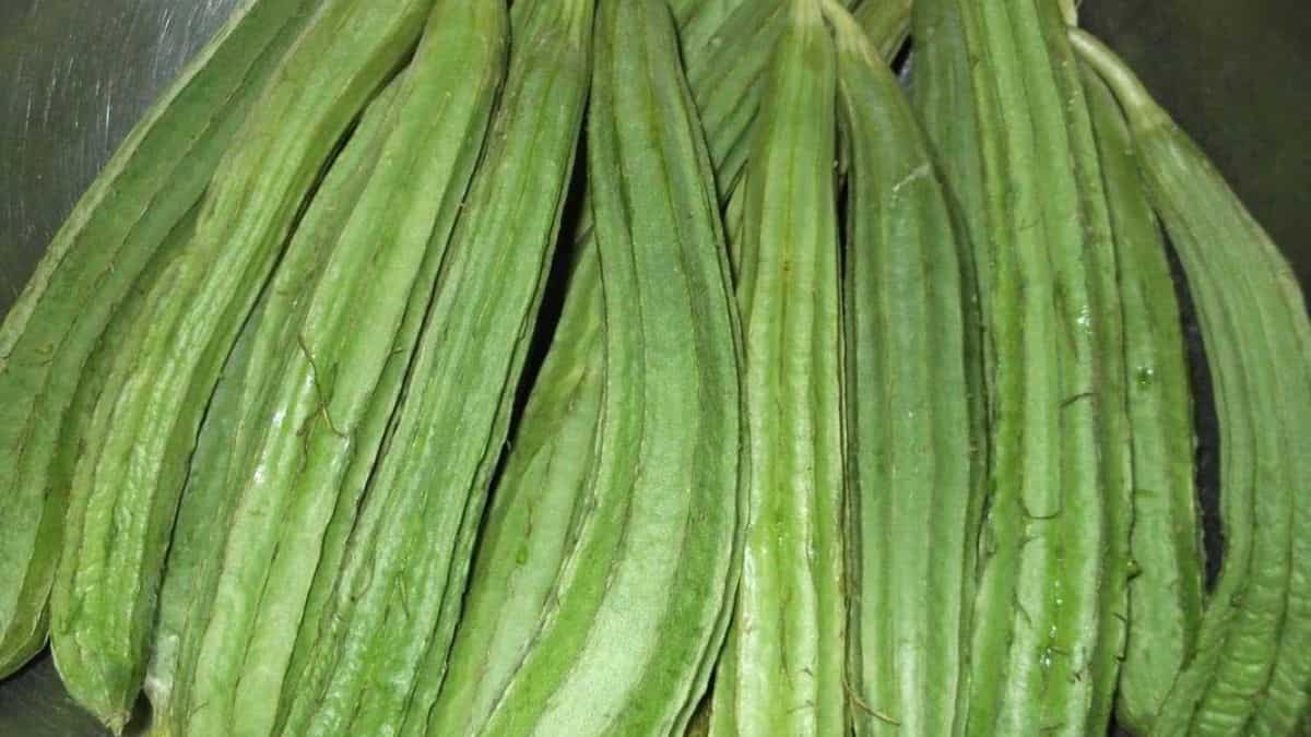 कृषि वैज्ञानिकों ने किया कमाल, तैयार की तोरई की नई किस्म, मिलेगी बासमती चावल की खुशबू, जानिए खासियतें