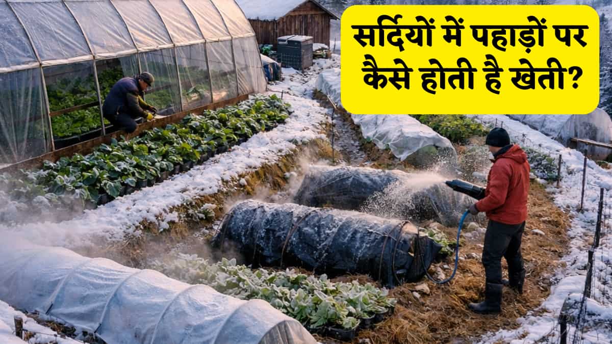 Winter Farming in Hills: माइनस डिग्री तापमान और बर्फ, फिर भी पहाड़ों में लहलहा रही फसलें! जानें कड़ाके की ठंड में खेती का 'मैजिकल' तरीका