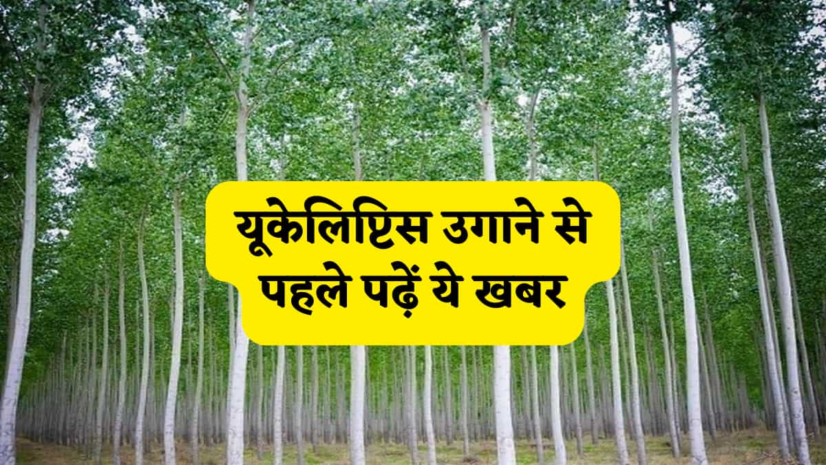 मुनाफे का लालच बंजर न कर दे जमीन! यूकेलिप्टिस उगाने से पहले पढ़ें ये खबर, मिट्टी की नमी से लेकर फसलों की बर्बादी तक,जानें 5 नुकसान