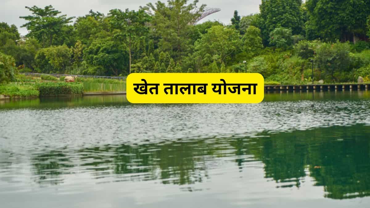 सरकारी सब्सिडी से खेत में बनवाएं तालाब, फिर शुरू करें ये बिजनेस, कमाई लाखों में