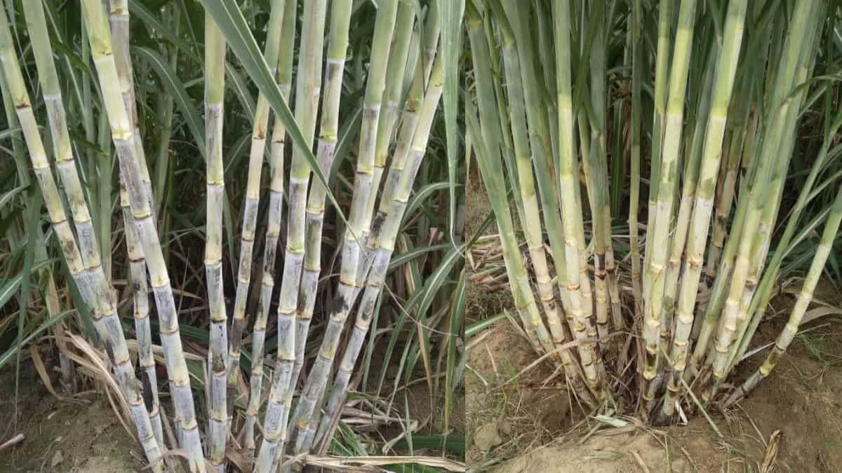 गन्ने की खेती से भर जाएगी 'तिजोरी'! बस आजमाएं ये 'सुपर' टिप्स, होगी छप्परफाड़ पैदावार और मिलेगा बंपर मुनाफा