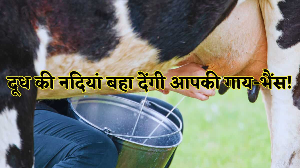 जमकर दूध देंगी आपकी गाय-भैंस! बस खान-पान में करें ये छोटा बदलाव, फिर पशुपालन में होगा बंपर मुनाफा