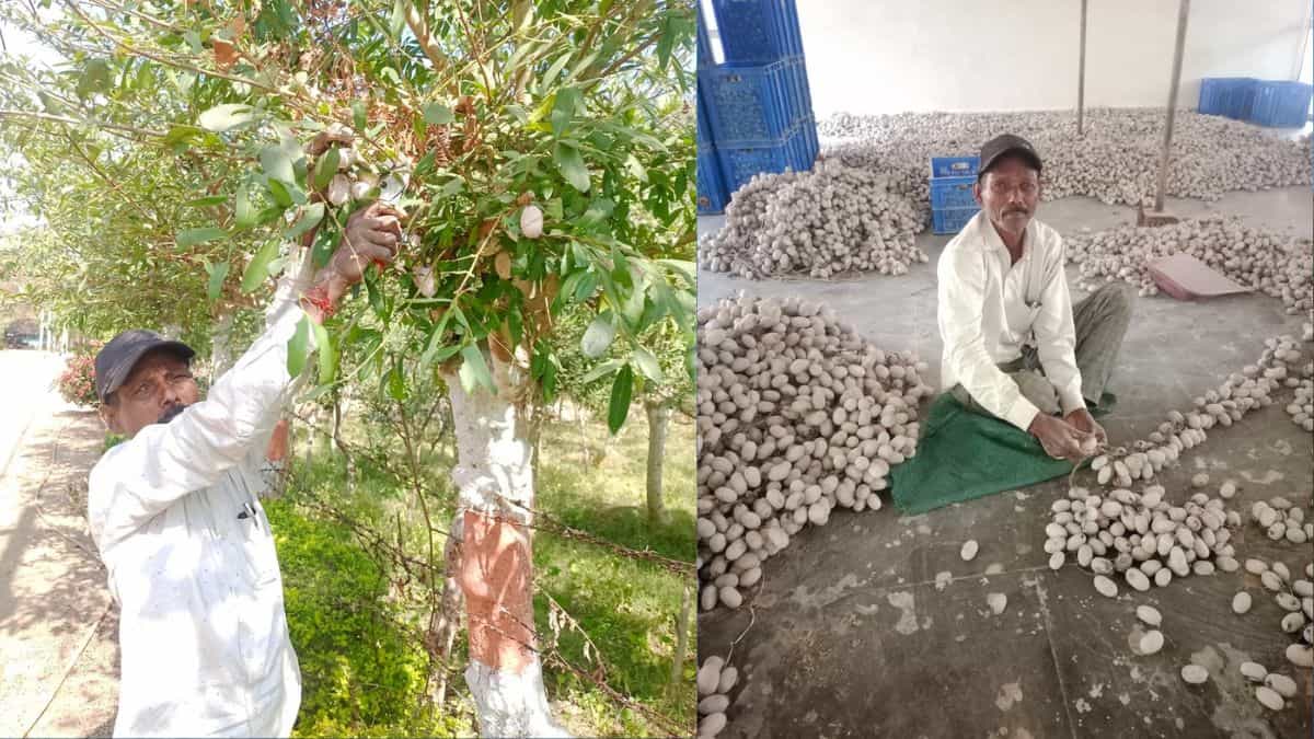 Success Story: तसर पालन ने किसान की बदली किस्मत, अब सालाना हो रही ₹2 लाख से ज्यादा कमाई