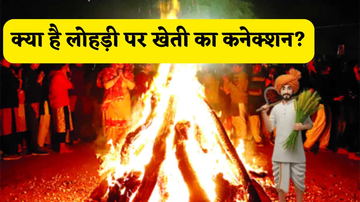 लहलहाती फसलों और किसानों की खुशहाली का त्योहार है लोहड़ी, जानें क्या है इसका फसल और खेती से खास कनेक्शन?
