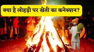 लहलहाती फसलों और किसानों की खुशहाली का त्योहार है लोहड़ी, जानें क्या है इसका फसल और खेती से खास कनेक्शन?