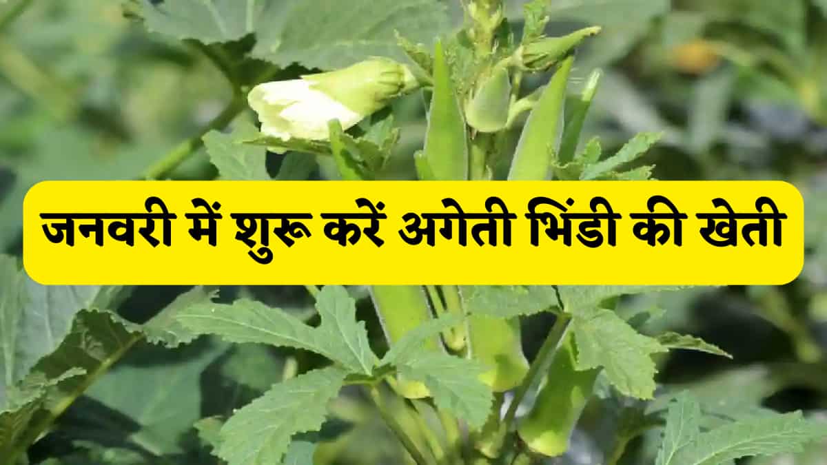 खेती से अमीर बनने का फॉर्मूला! जनवरी में शुरू करें अगेती भिंडी की खेती, कम लागत में मंडी से मिलेगा तगड़ा मुनाफा