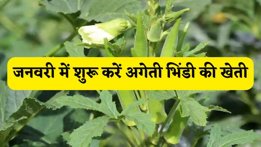 खेती से अमीर बनने का फॉर्मूला! जनवरी में शुरू करें अगेती भिंडी की खेती, कम लागत में मंडी से मिलेगा तगड़ा मुनाफा