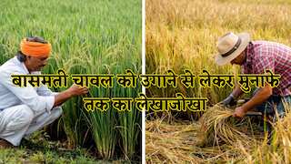 क्यों दुनिया दीवानी है बासमती चावल की? कैसे नॉर्मल राइस से अलग है ये? जानें बुवाई से कमाई तक का पूरा सफर