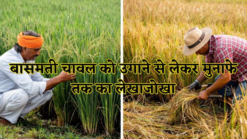 क्यों दुनिया दीवानी है बासमती चावल की? कैसे नॉर्मल राइस से अलग है ये? जानें बुवाई से कमाई तक का पूरा सफर