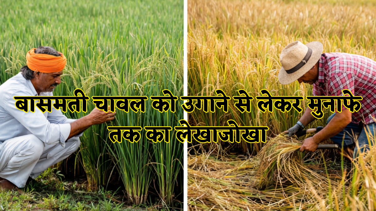 क्यों दुनिया दीवानी है बासमती चावल की? कैसे नॉर्मल राइस से अलग है ये? जानें बुवाई से कमाई तक का पूरा सफर