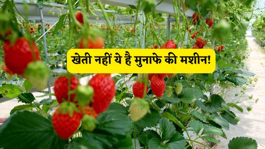 खेती नहीं ये है मुनाफे की मशीन!स्ट्रॉबेरी बड़े, लाल और रसदार फलों के लिए अपनाएं ये 5 धांसू सीक्रेट टिप्स, मार्केट में मिलेगा बंपर मुनाफा