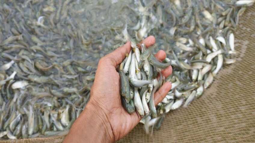 Success Story: ₹2.80 लाख अनुदान लेकर शुरू किया ये काम, अब कमा रहा लाखों, जानें सफलता की कहानी