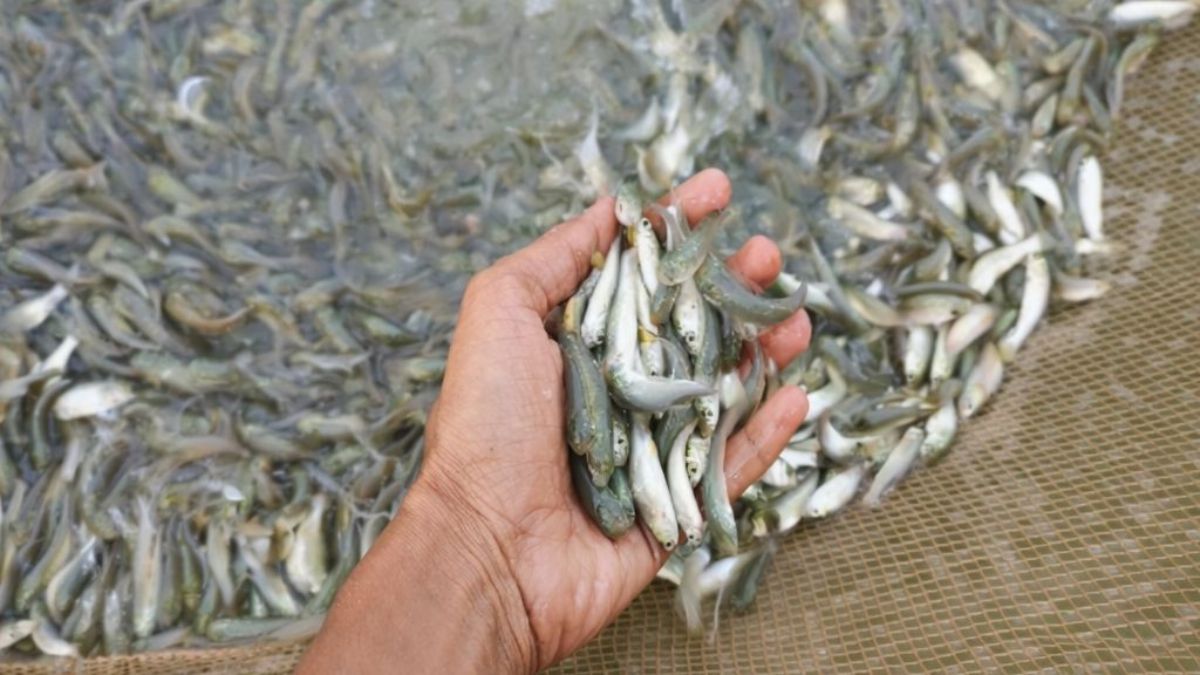 Success Story: ₹2.80 लाख अनुदान लेकर शुरू किया ये काम, अब कमा रहा लाखों, जानें सफलता की कहानी