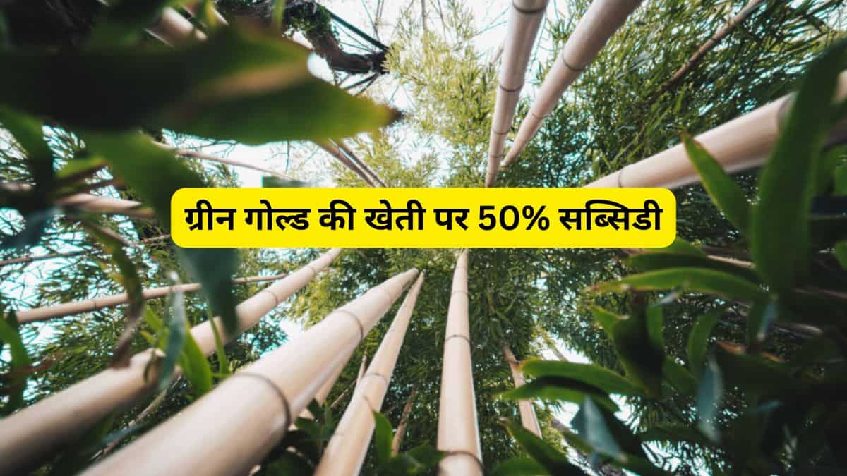 सरकार की मदद से शुरू करें 'पैसा छापने वाली' ये खास खेती, एक बार लगाएं और सालों-साल तक कमाएं