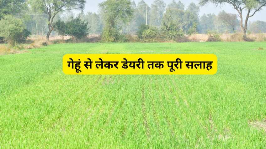 ठंड का डबल अटैक! कृषि विभाग ने फसल और पशुओं को बचाने के लिए बताए जरूरी उपाय